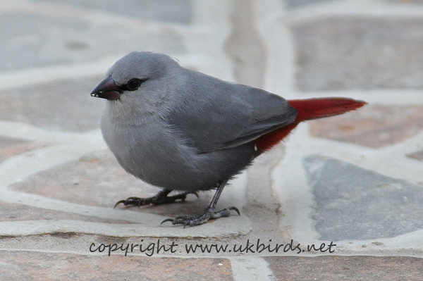 Lavendar Waxbill