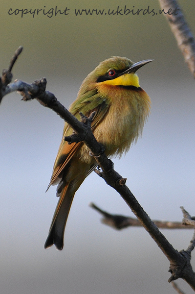 Little Bee-eater