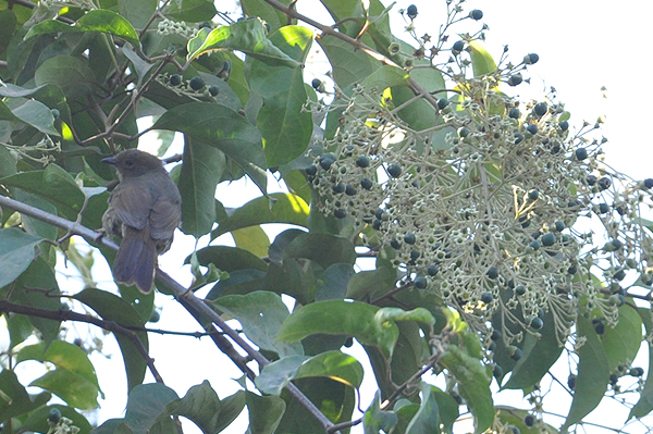 Little Greenbul