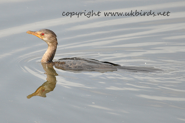 Long-tailed Cormorant