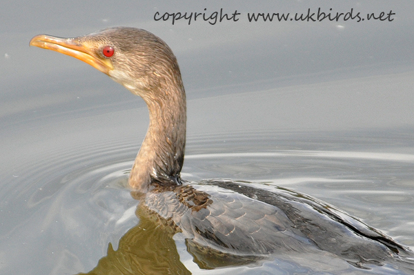 Long-tailed Cormorant