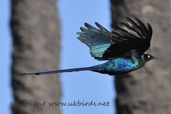 Long-tailed Glossy Starling