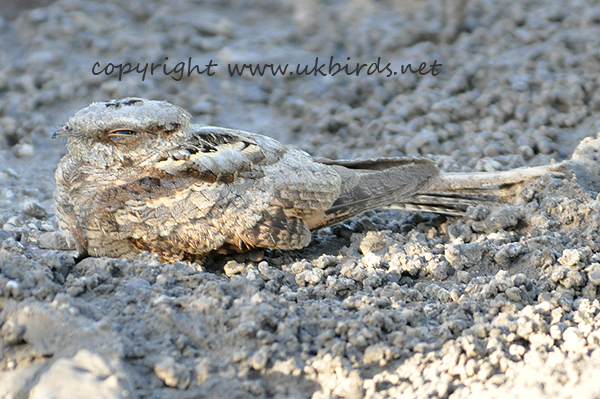 Long-tailed Nightjar