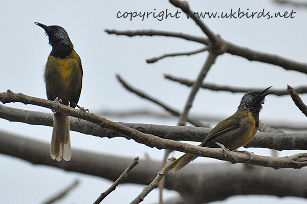 Oriole Warbler