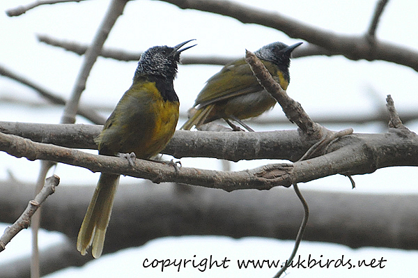 Oriole Warbler