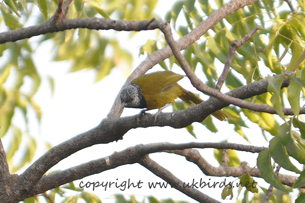 Oriole Warbler