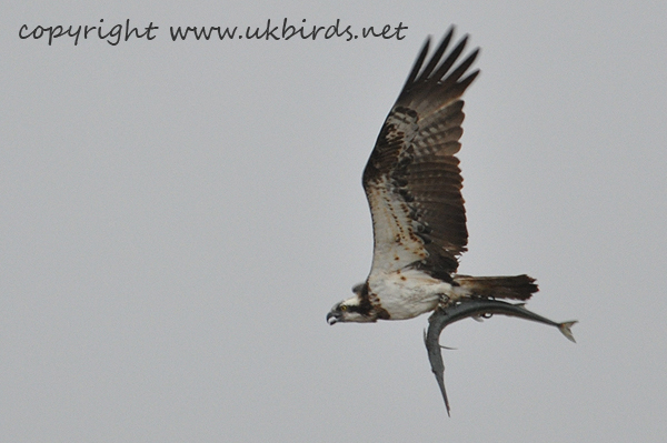 Osprey