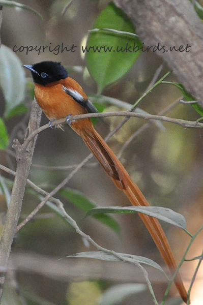 Red-bellied Paradise Flycatcher