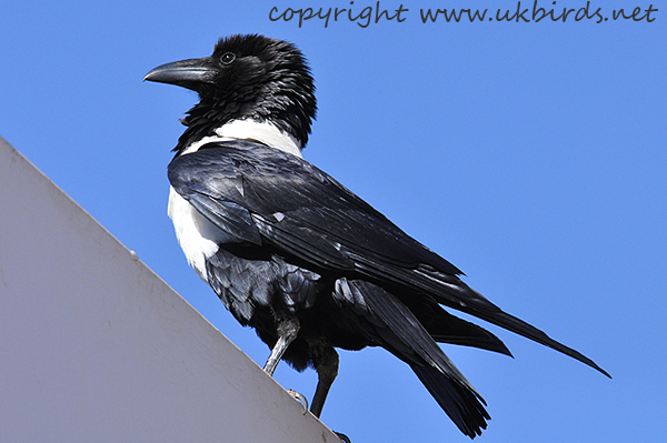 Pied Crow