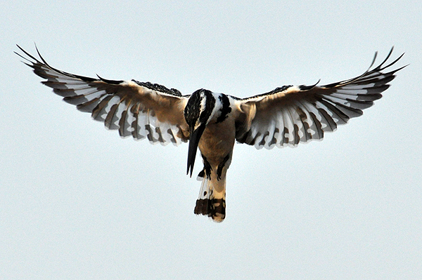 Pied Kingfisher