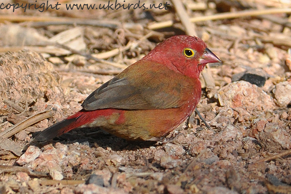 Red-billed Firefinch