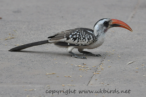 Red-billed Hornbill