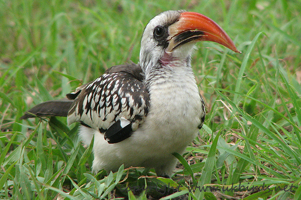 Red-billed Hornbill