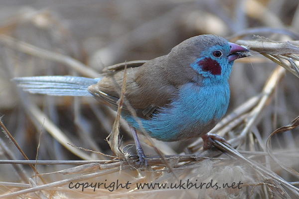 Red-cheeked Cordon-bleu