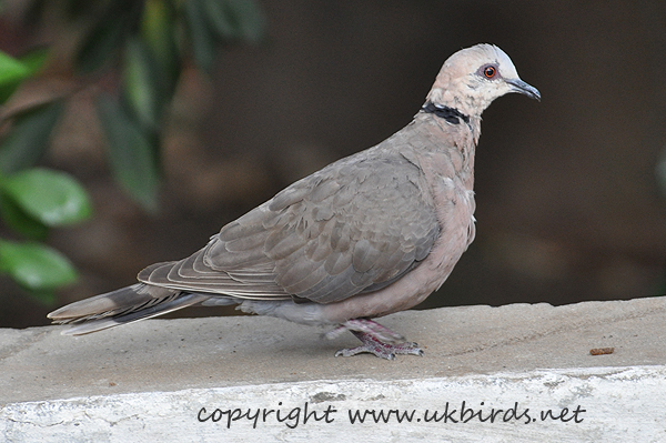 Red-eyed Dove