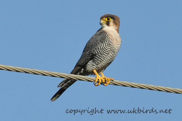 Red-necked Falcon