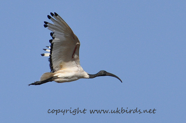 Sacred Ibis