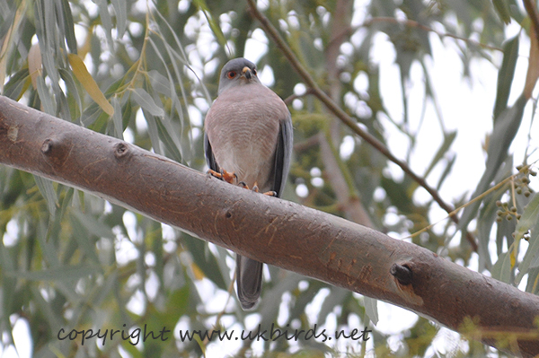 Shikra