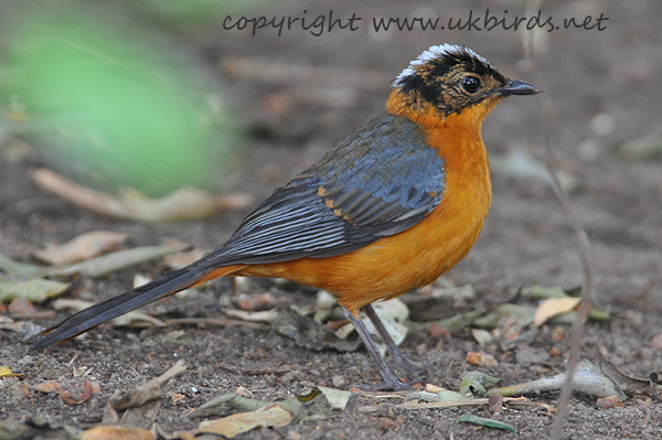 Snowy-crowned Robin-chat