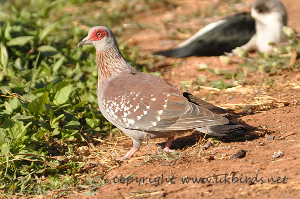 Speckled Pigeon