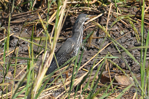 Striated Heron