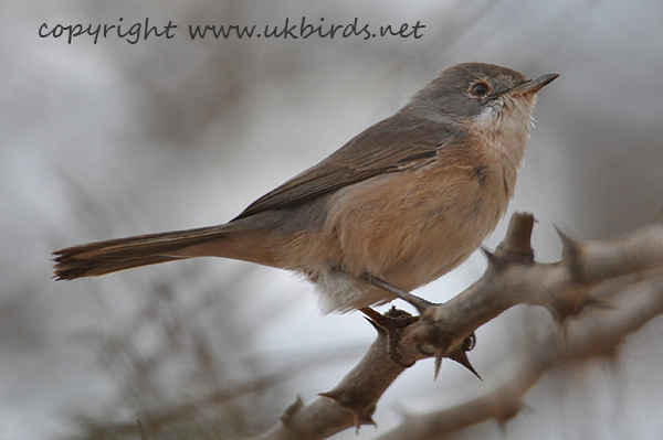 Subalpine Warbler