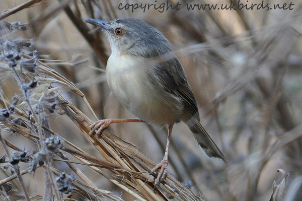 Tawny-flanked Prinia