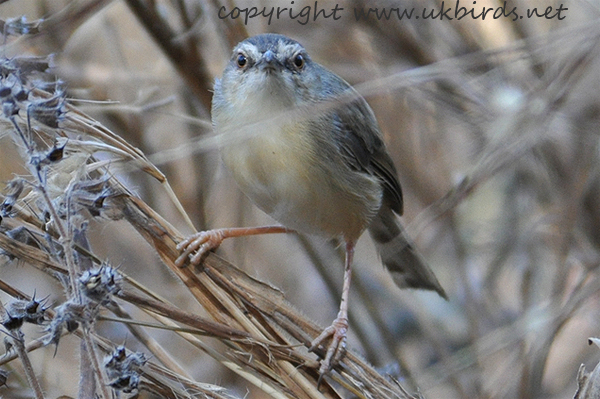 Tawny-flanked Prinia