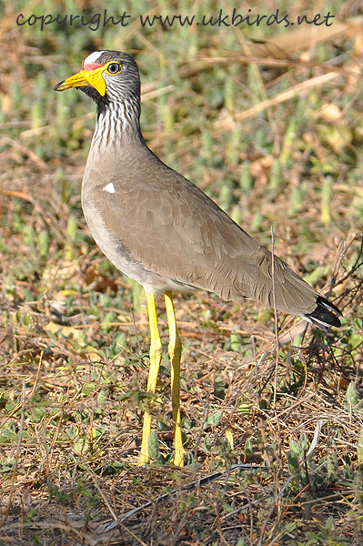 Wattled Plover