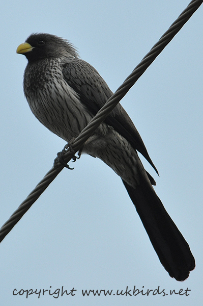 Western Grey Plantain-eater