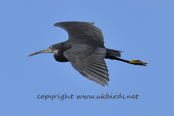 Western Reef Heron