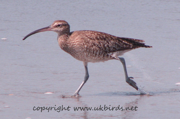 Whimbrel