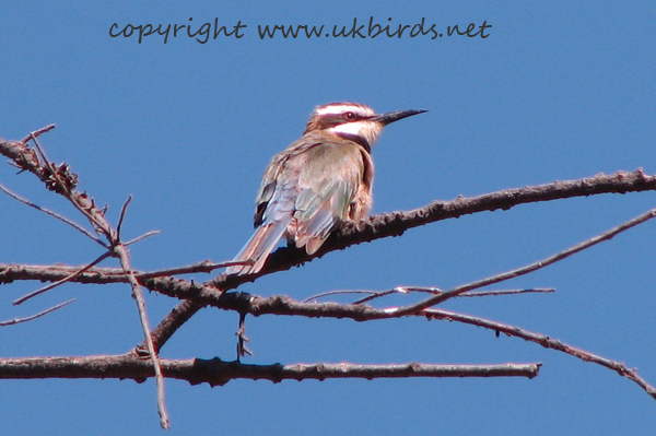 White-cheeked Bee-eater