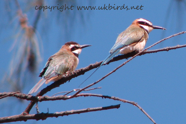 White-cheeked Bee-eater