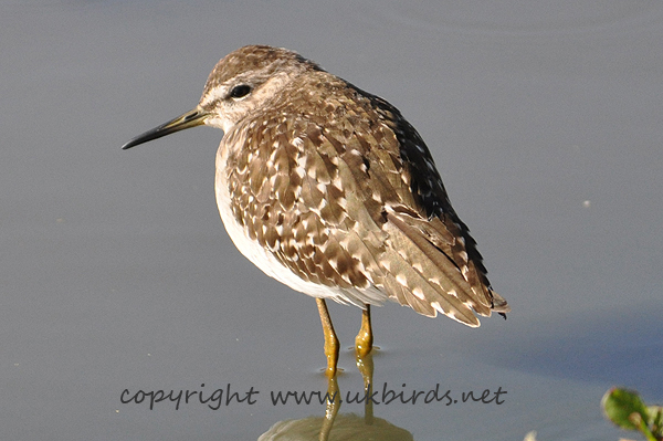 Wood Sandpiper