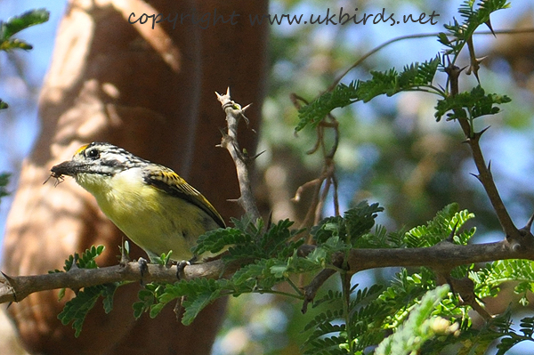 Yellow-fronted Tinkerbird