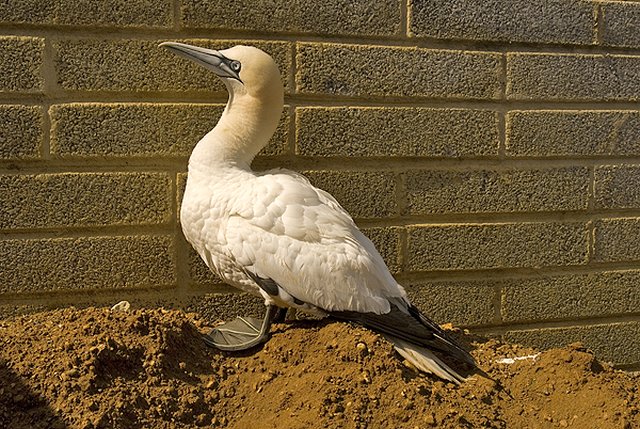 Gannet