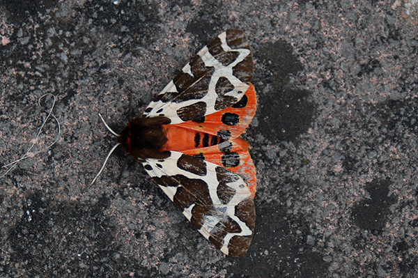 Garden Tiger