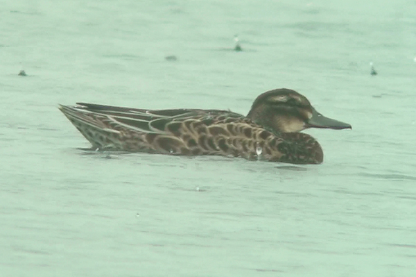 Photo of Garganey