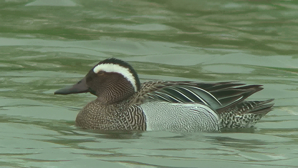 Garganey