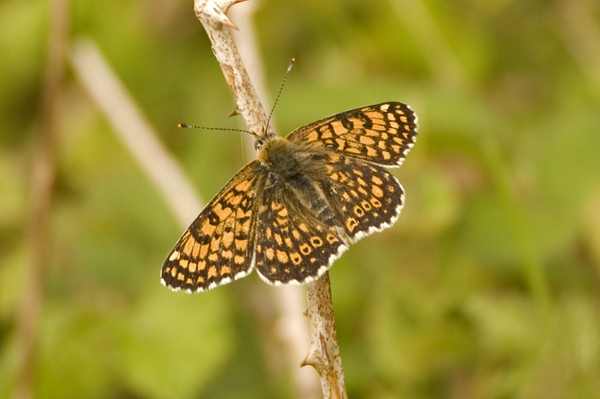 Glanville Fritillary