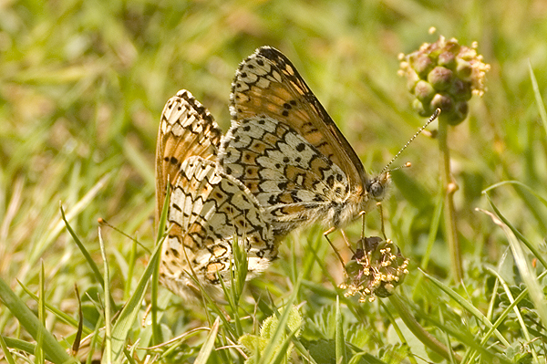 Glanville Fritillary