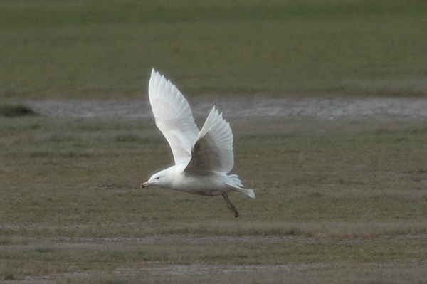 Glaucous Gull Slimbridge