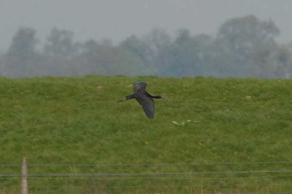 Glossy Ibis