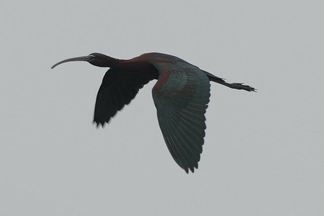 Glossy Ibis