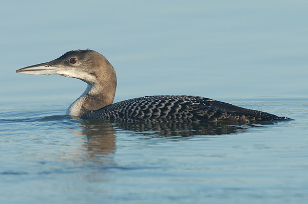 juvenile Great Northern Diver