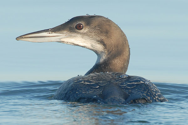 juvenile Great Northern Diver