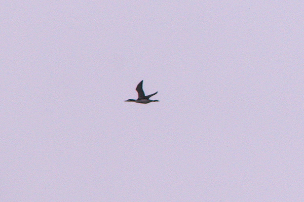 great northern diver