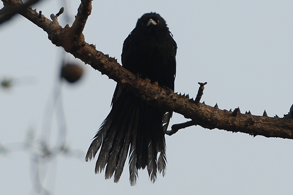Asian Koel