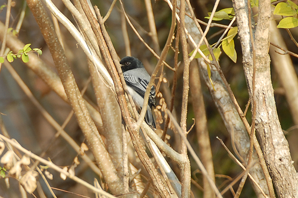 Black-headed Cuckoo-Shrike